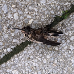 Archilochus colubris