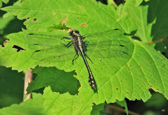 Dromogomphus spinosus