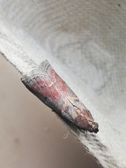 Acrobasis sodalella