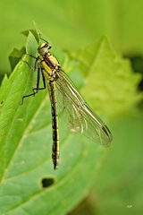 Dromogomphus spinosus