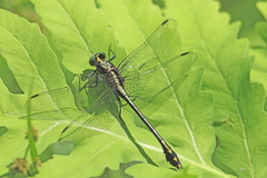 Dromogomphus spinosus