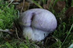 Phlegmacium balteatocumatile