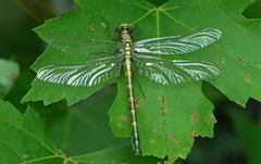 Dromogomphus spinosus