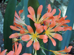 Clivia miniata miniata