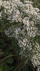 Eupatorium altissimum