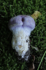 Phlegmacium balteatocumatile