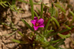 Calandrinia compressa