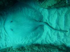 Pateobatis jenkinsii