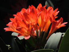 Clivia miniata miniata