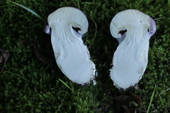 Phlegmacium balteatocumatile