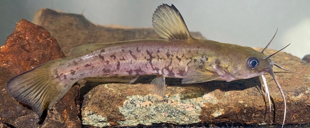 Bullhead (Ameiurus platycephalus) — Ictaluridae
