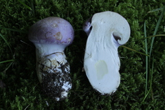 Phlegmacium balteatocumatile