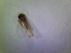 Phlogotettix cyclops