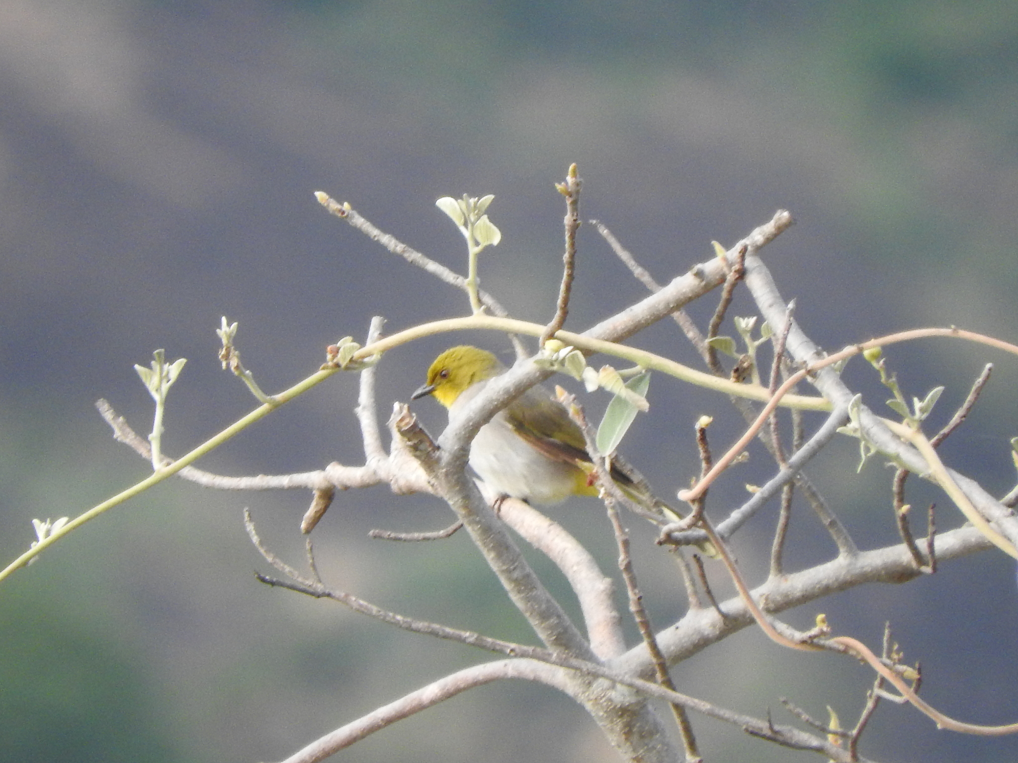 Yellow-throated Bulbul (Pycnonotus xantholaemus), photo 7