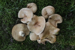 Lactarius pallidus