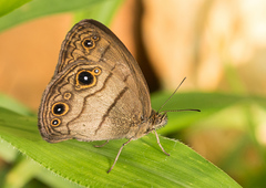 Hermeuptychia harmonia