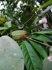 Ixora