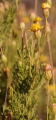 Ursinia subflosculosa