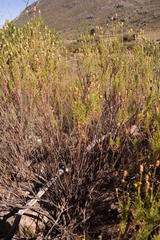 Ursinia subflosculosa