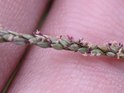 Digitaria violascens