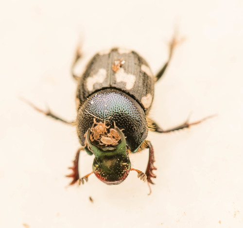 Onthophagus kchatriya