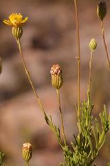 Ursinia subflosculosa