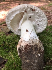 Amanita strobiliformis