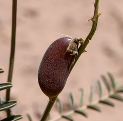 Astragalus cruckshanksii