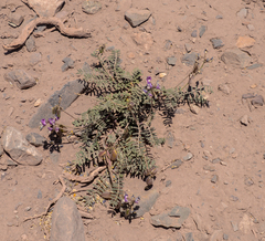 Astragalus cruckshanksii