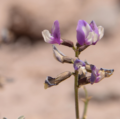 Astragalus cruckshanksii