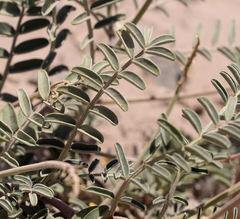 Astragalus cruckshanksii