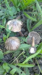 Agaricales