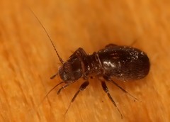 Bertkauia crosbyana