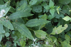 Coleosporium senecionis