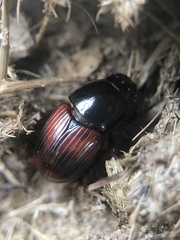 Rhodaphodius foetens