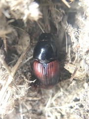 Rhodaphodius foetens