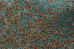 Coleosporium senecionis