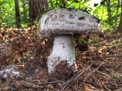 Amanita strobiliformis
