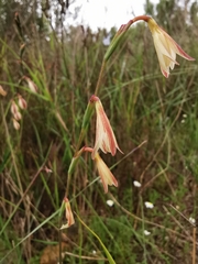 Hesperantha radiata