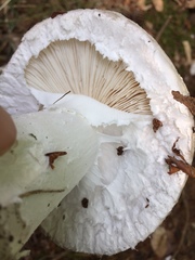 Amanita strobiliformis