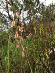 Hesperantha radiata