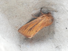 Denticucullus pygmina