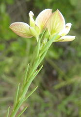 Polygala levynsiana