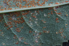 Coleosporium senecionis