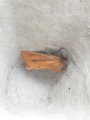 Denticucullus pygmina