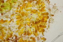 Coleosporium senecionis