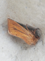 Denticucullus pygmina