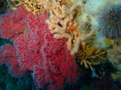 Melithaea rubra