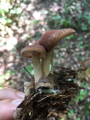 Lactarius subdulcis
