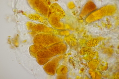 Coleosporium senecionis